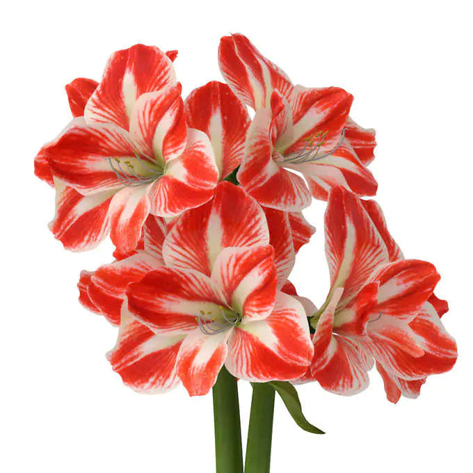 Bloomaker Raw Minerva Amaryllis Bulbs Variety