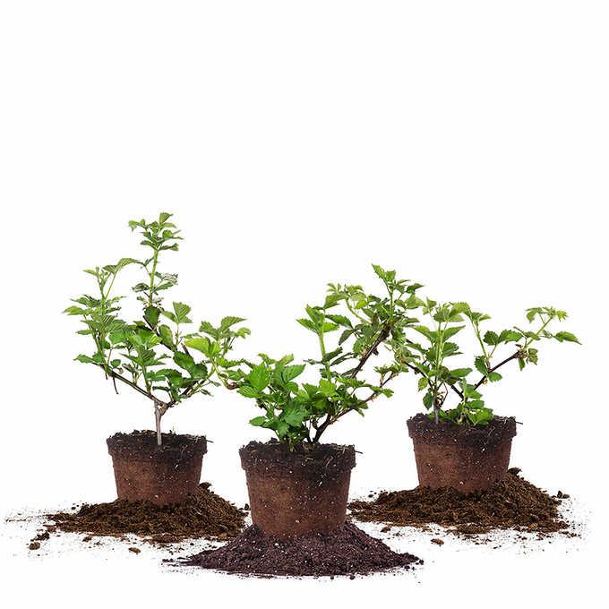 Berry Bush Collection, 3-pack