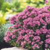 Pre-Order Longfield Garden Solution Collections