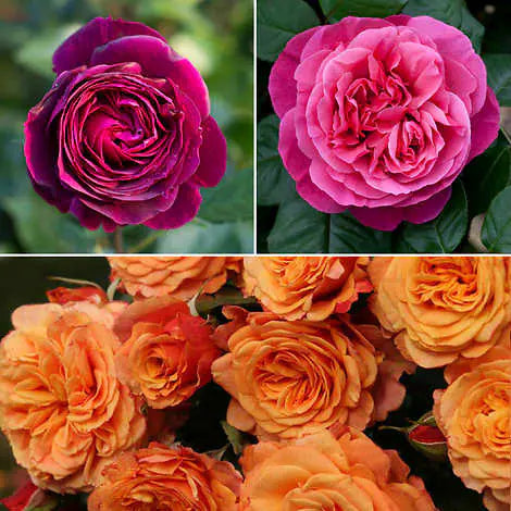 Cutting Rose Garden 3-pack Collections with Get Growing Bundle by Heirloom Roses