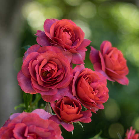 Cutting Garden Roses by Heirloom Roses