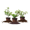 Berry Bush Collection, 3-pack