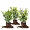 Boxwood Collection, 3-pack