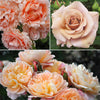Cutting Rose Garden 3-pack Collections with Get Growing Bundle by Heirloom Roses