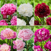 Pre-Order Longfield Gardens Classic Peony Collection, 10 Plants