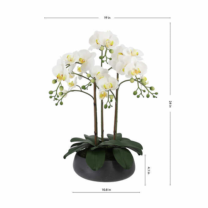 Faux 24” Phalaenopsis Orchid
