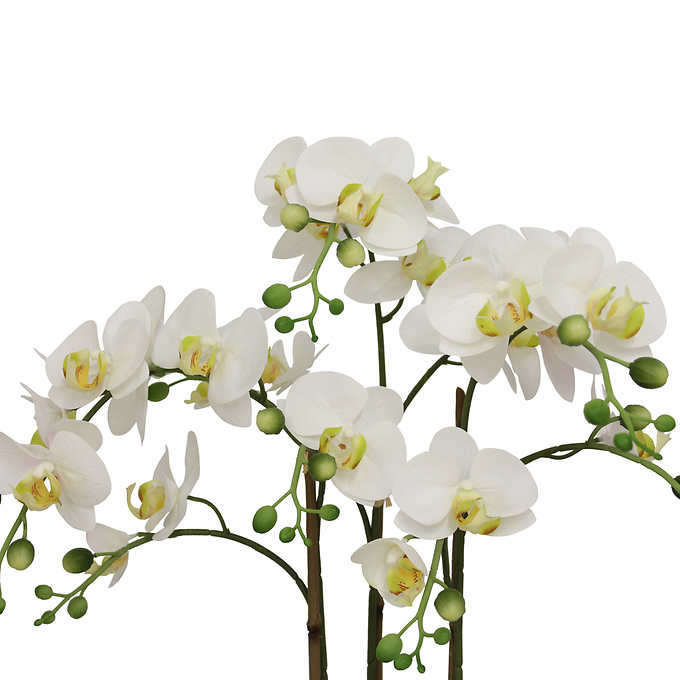 Faux 24” Phalaenopsis Orchid