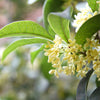 Tea Olive Flowering Shrub Plant, 2-pack