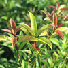 Tea Olive Flowering Shrub Plant, 2-pack